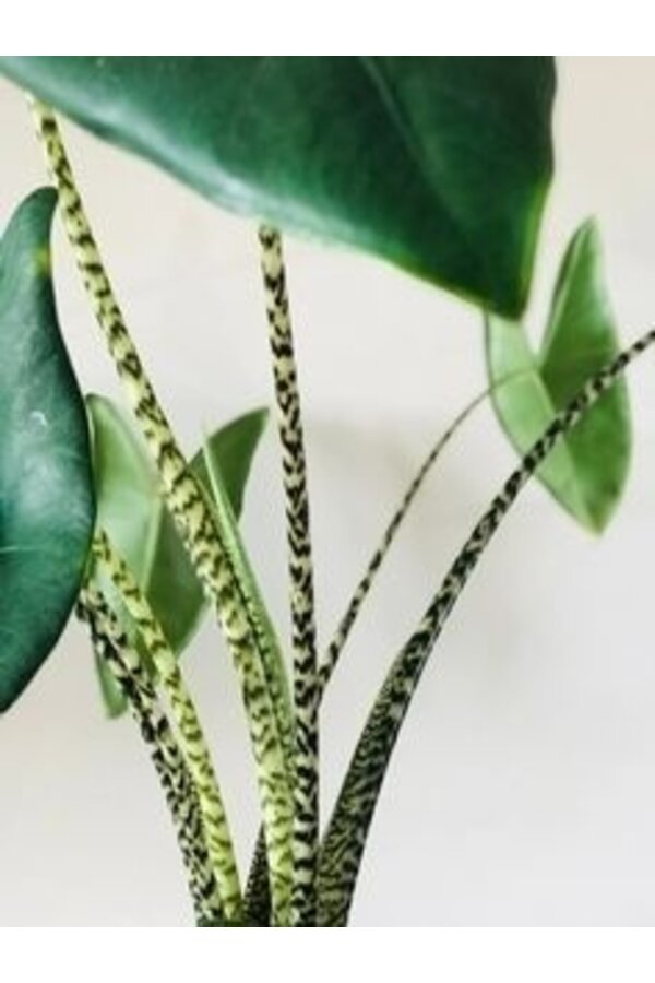 Alocasia Zebrina S en Lechuza Classico