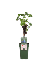 BIO Vitus Druif Venus
