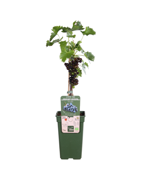 Vitus Druivenplant
