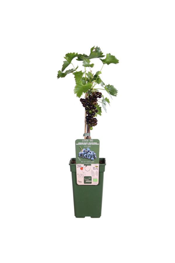 BIO Vitus Druif Venus