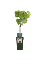 Vigne BIO Vitus Venus