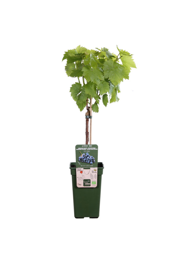Vigne BIO Vitus Venus