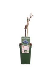 Vigne BIO Vitus Venus