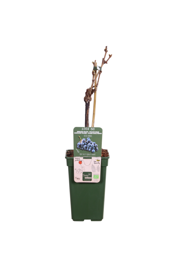 BIO Vitus Druif Venus