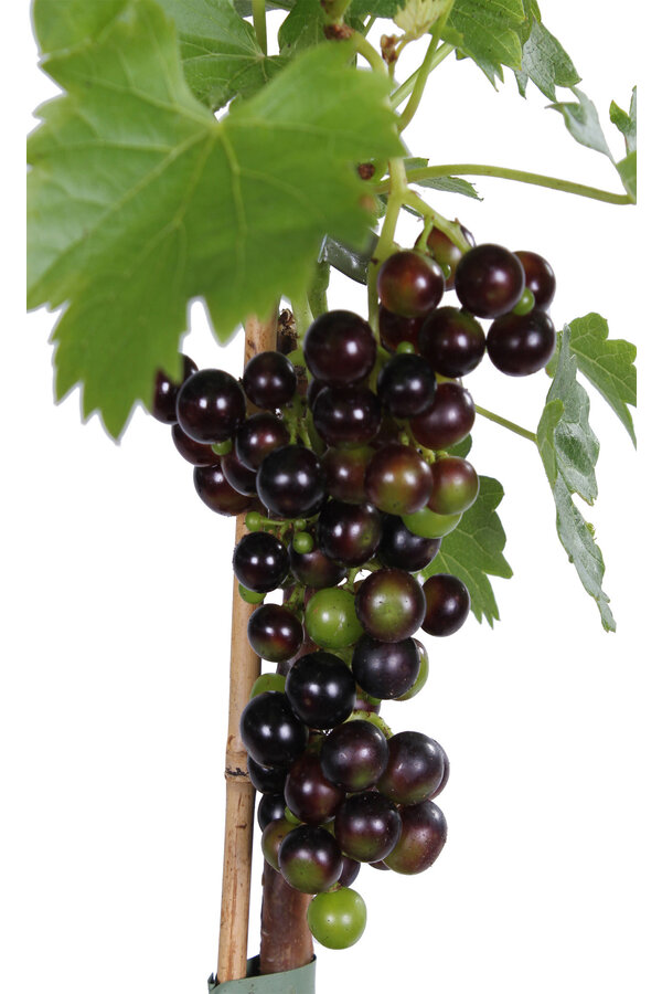 Vigne BIO Vitus Venus
