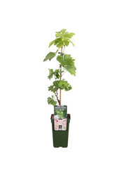 BIO Vitus Druif Centennial Seedless