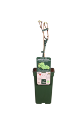 BIO Raisin Vitus Centennial Seedless