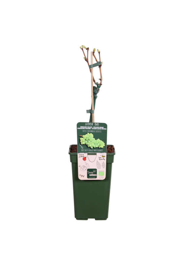 BIO Raisin Vitus Centennial Seedless