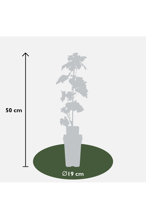 BIO Raisin Vitus Centennial Seedless
