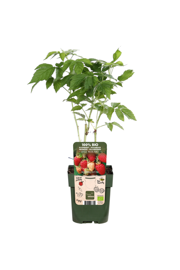 Framboisier Malling Promise