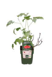 Framboisier Malling Promise