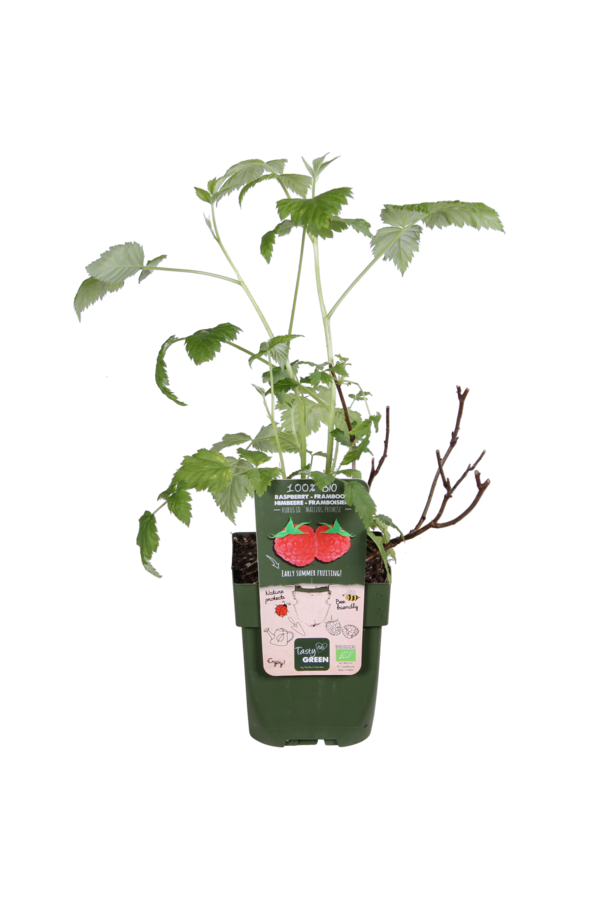 Framboisier Malling Promise