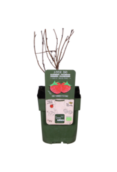 Framboisier Malling Promise