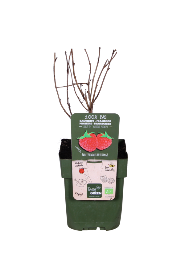 Framboisier Malling Promise