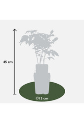 Framboisier Malling Promise