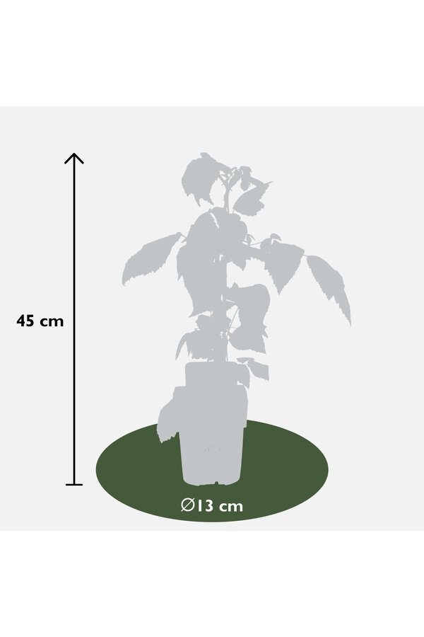 Framboisier Twotimer Sugana Red