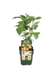 Framboisier Twotimer Sugana Yellow