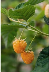 Framboisier Twotimer Sugana Yellow