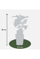 Framboisier Twotimer Sugana Yellow