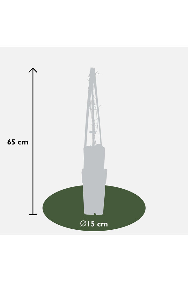 Clématite à grandes fleurs Nelly Moser