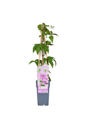 Clematis Grootbloemige Bosrank Hagley Hybrid
