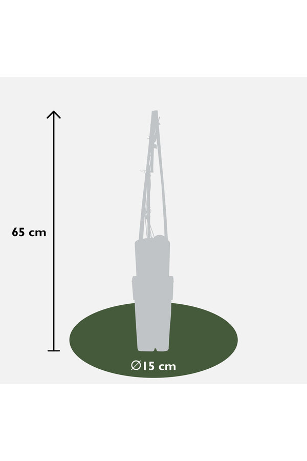 Clématite à grandes fleurs Hagley Hybrid