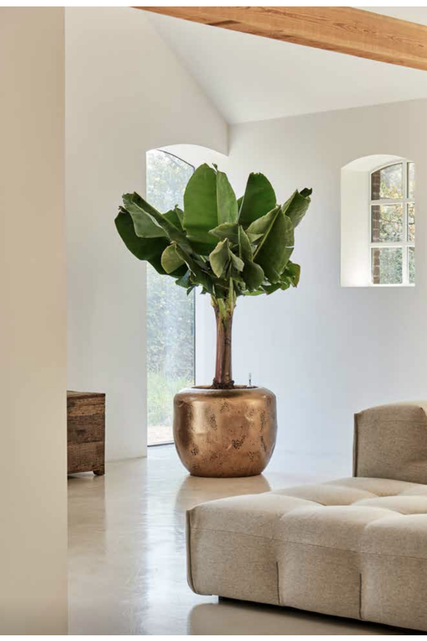 Baq Opus Raw Couple Gold