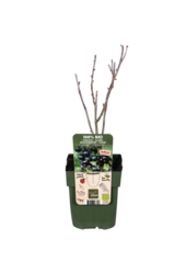 Groseille BIO Ribes Little Black Sugar