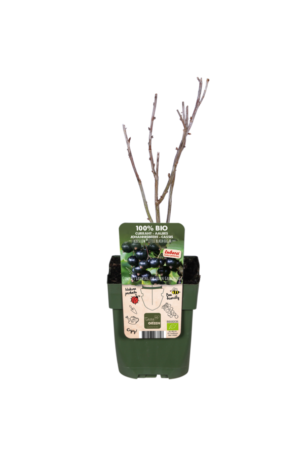 Groseille BIO Ribes Little Black Sugar