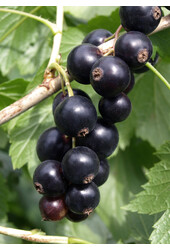 Groseille BIO Ribes Little Black Sugar