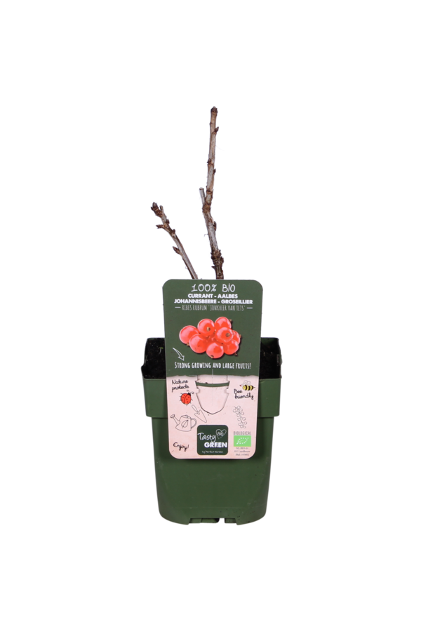 Groseille BIO Ribes Jonkheer Van Tets