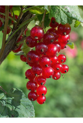 Groseille BIO Ribes Jonkheer Van Tets