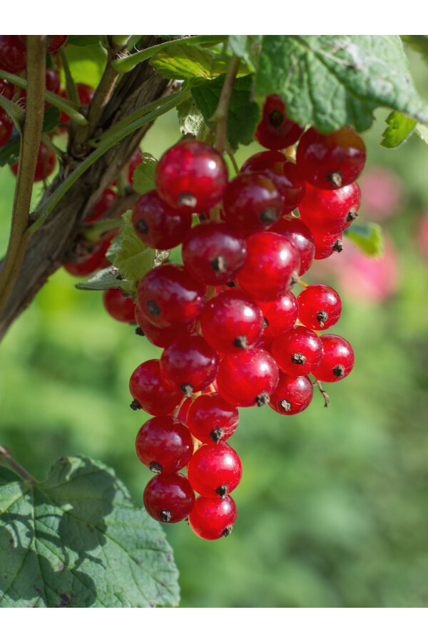 BIO Aalbes Ribes Jonkheer Van Tets