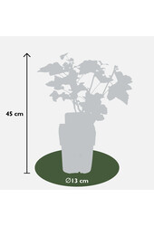 BIO Aalbes Ribes Jonkheer Van Tets