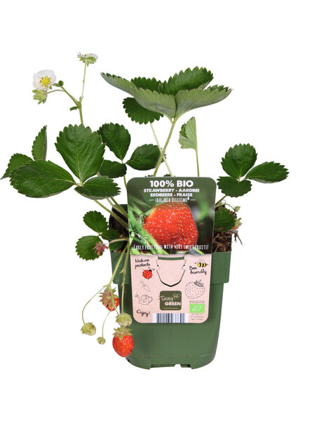 Aardbei plant