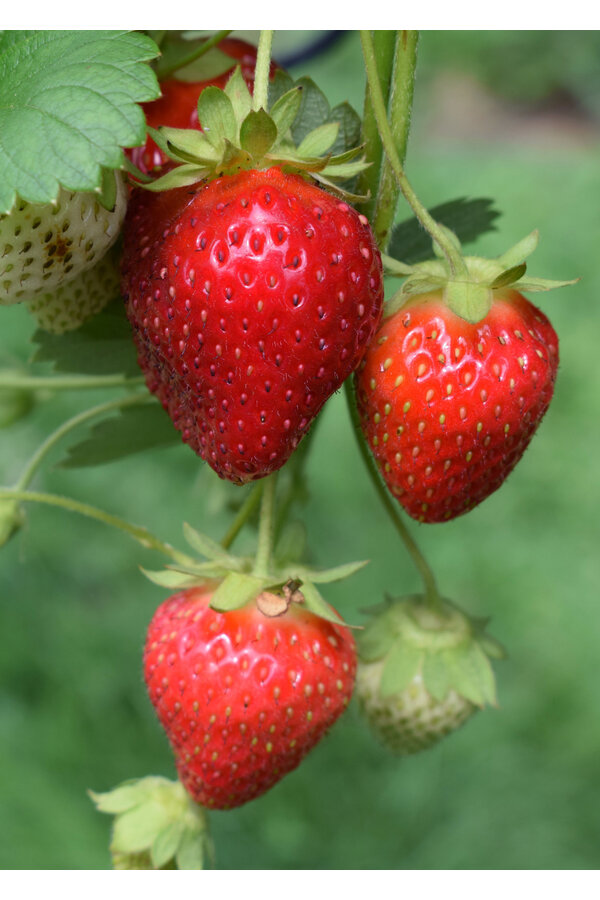 BIO Aardbei plant Ananassa Delizzimo