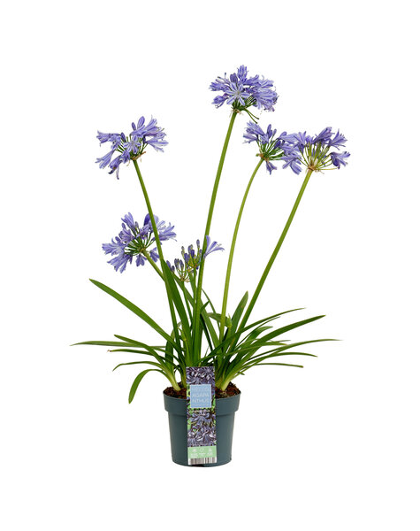 Agapanthus