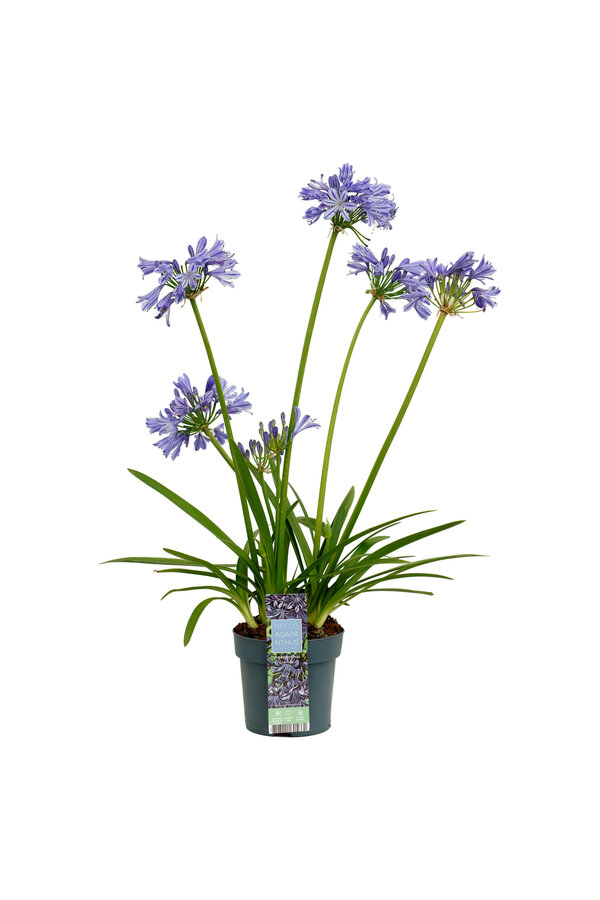 Afrikaanse Lelie Agapanthus