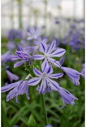 Afrikaanse Lelie Agapanthus