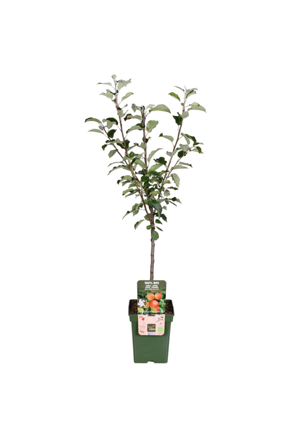 Pommier BIO Malus Elstar