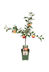 BIO Appelboom Malus Gala