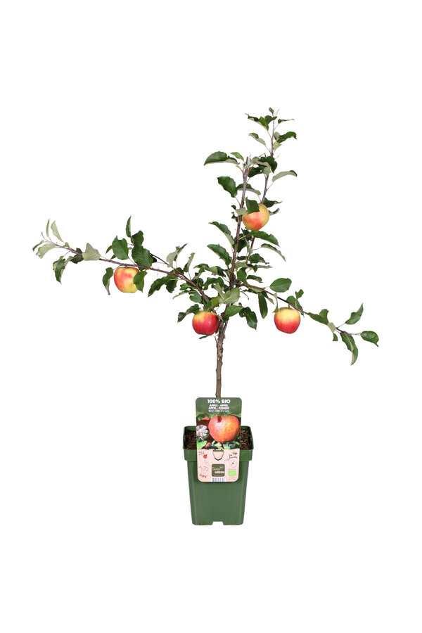 BIO Appelboom Malus Gala