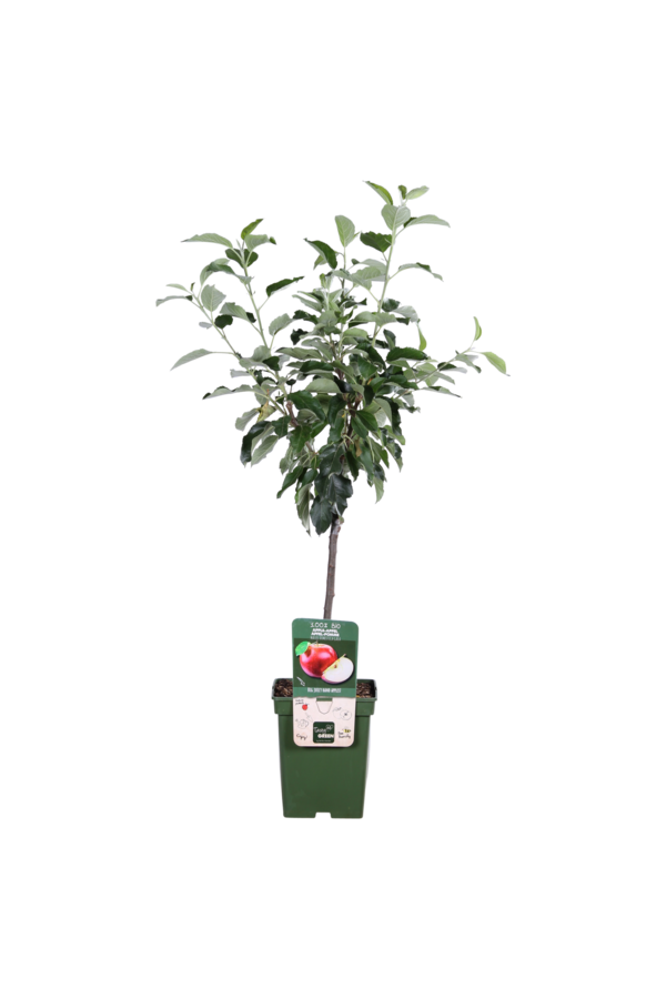 Pommier BIO Malus Gala