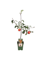 BIO Pommier Malus Jonagold