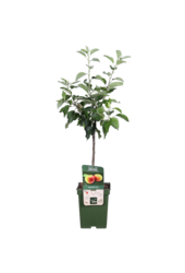 BIO Appelboom Malus Jonagold