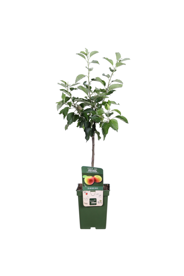 BIO Pommier Malus Jonagold