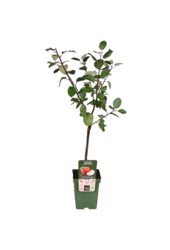 BIO Appelboom Malus Rode Boskoop