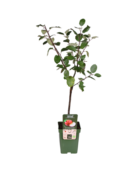 Appelboom Malus