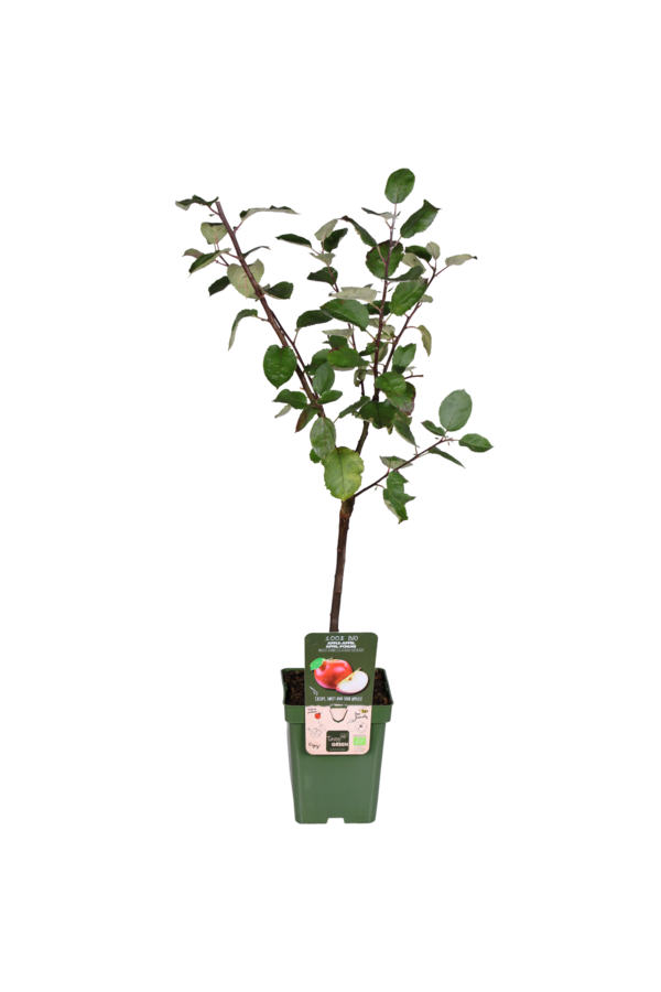BIO Appelboom Malus Rode Boskoop