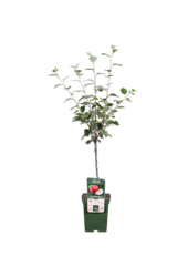 BIO Appelboom Malus Rode Boskoop
